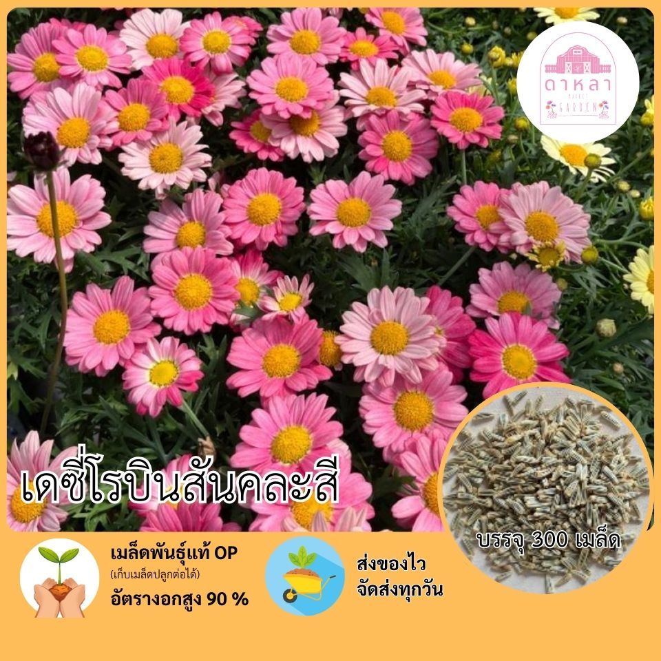 เมล็ดพันธุ์เดซี่โรบินสันคละสี 300 เมล็ด