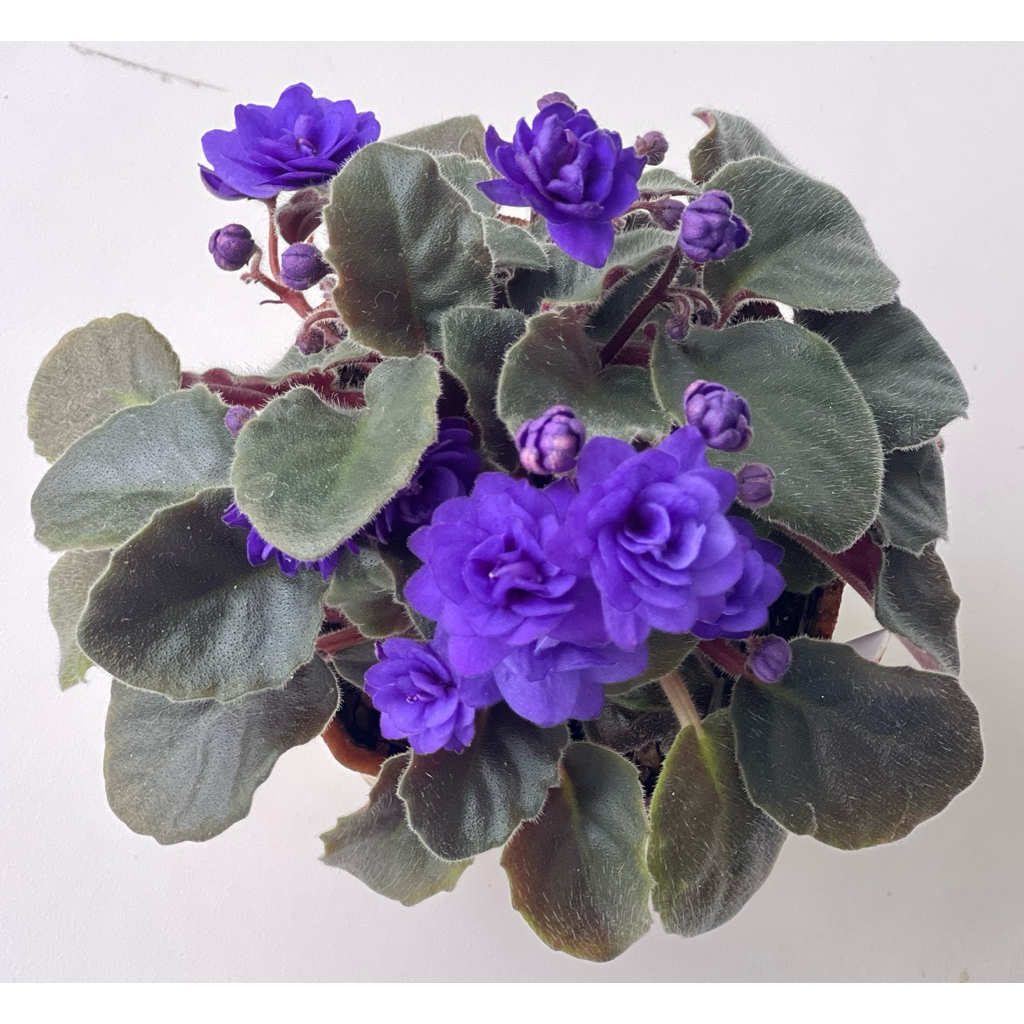 Ness Crinkle Blue" African Violet