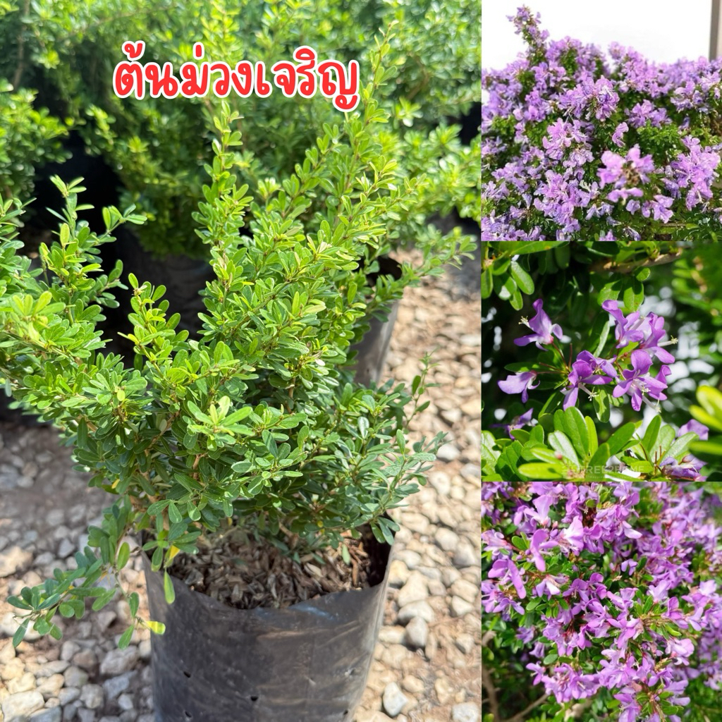 ต้นม่วงเจริญ พร้อมส่ง สูง50เซน