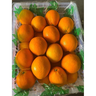 พร้อมส่ง‼️ส้มนาเวล ส้มซันคิสต์ ส้มซันควิก Navel Sunkist