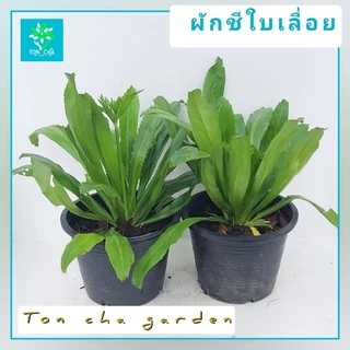 ผักชีใบเลื่อย ผักชีฝรั่ง ผักหอมเป ผักสมุนไพร
