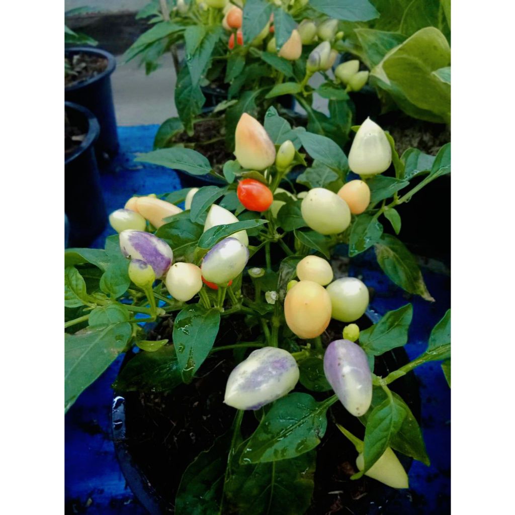 เมล็ดพันธุ์พริกเจ็ดสี พริกสายรุ้ง ประดับได้ ทานได้เผ็ดมาก 30-70 เมล็ด อินทรีย์ออแกนิค โตไว (ซื้อ 10 แถม 1 ) - รูปที่ 5