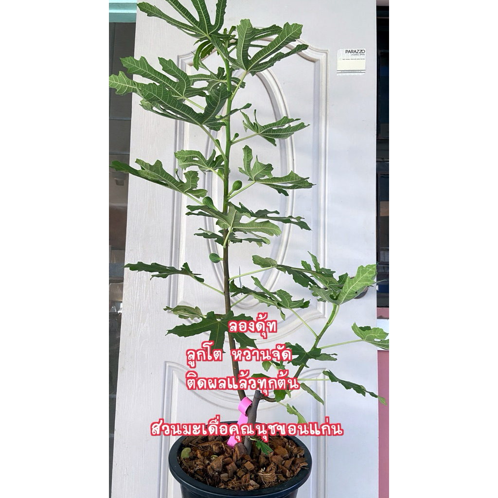 ต้นมะเดื่อฝรั่งหวานจัด พันธุ์ลองดุ้ทติดผลแล้ว รุ่นกระถาง12“ มีของพร้อมส่ง ขอดูต้นจริงได้ค่ะ longue d