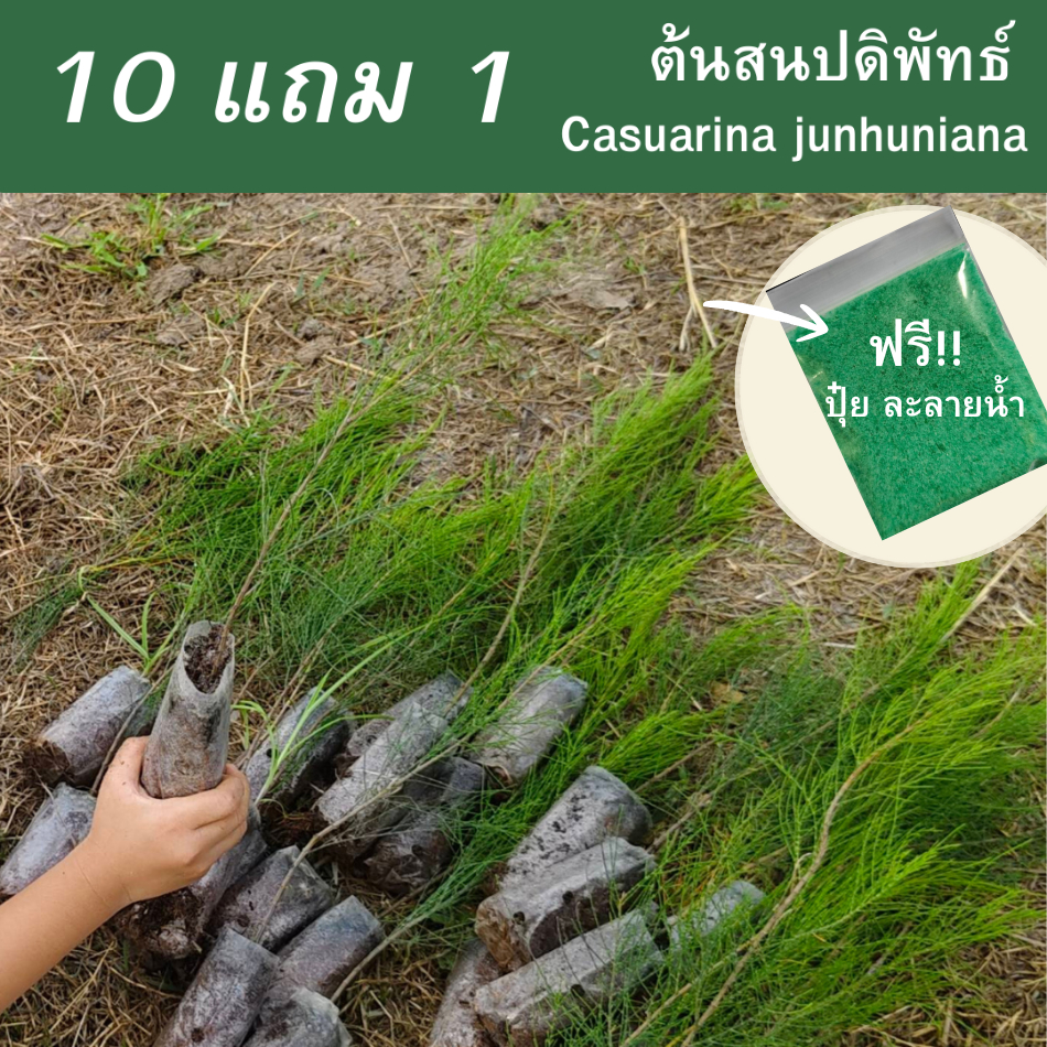 ต้นสนประดิพัทธ์ ถุงเล็ก สูง30-40cm. (ชุด 10 ต้น แถมฟรี 1 ต้น) กล้าสนประดิพัทธ์