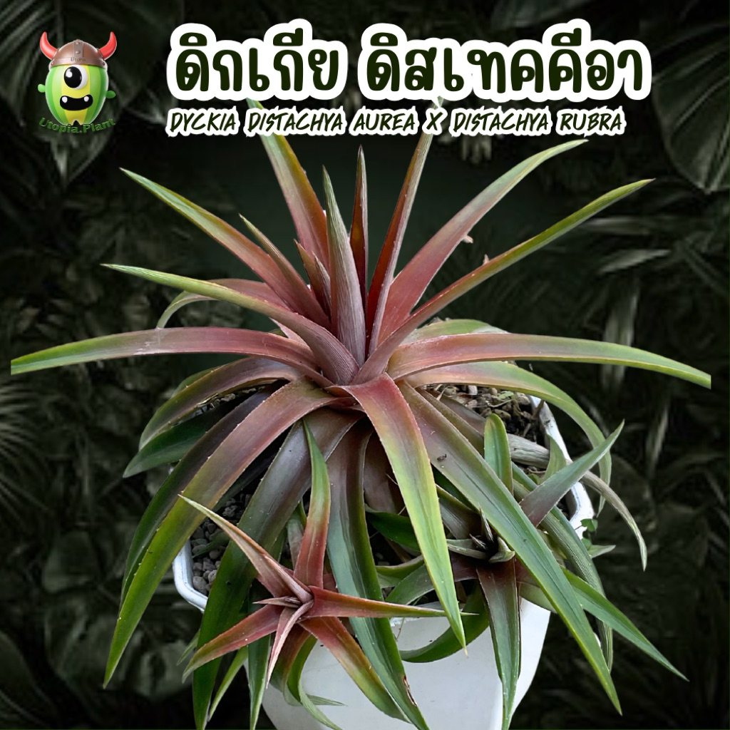 ดิกเกีย ดิสเทคคีอา - Dyckia distachya aurea // Utopia