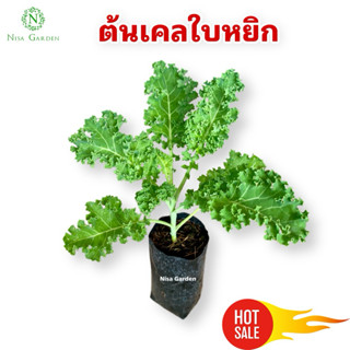 Nisa Garden ต้นเคลใบหยิก 🔥ซื้อ 5 แถมฟรี 1 🔥ถุงดำขนาด 2x6 นิ้…