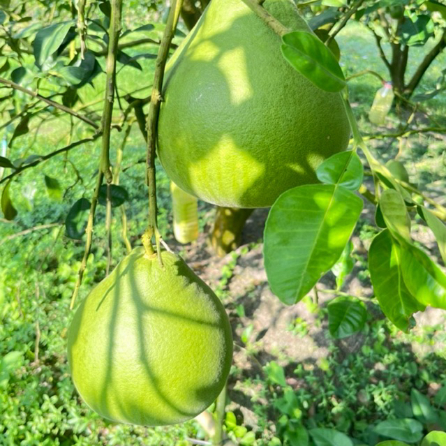 ส้มโอทับทิมสยามปากพนังของแท้ สินค้ามีใบรับรองGI - รูปที่ 2