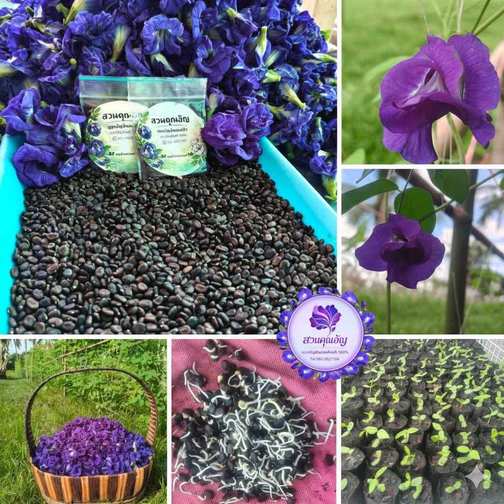 สวนคุณอัญเมล็ดอัญชัน พันธุ์เทพรัตน์ไพลิน 63 กลีบซ้อน5 ชั้น(สีม่วงเข้ม)