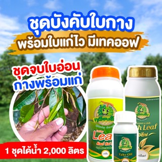 ชุดหยุดใบไหล พร้อมใบแก่ไว มีเทคออฟ