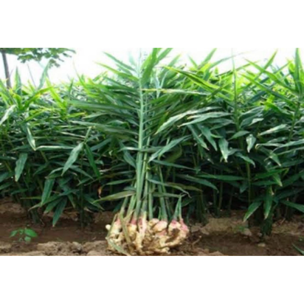 ขิงแก่2กิโลกรัม ขุดใหม่ปีนี้ - รูปที่ 2