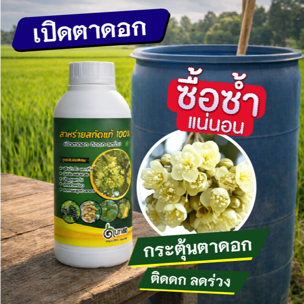 สาหร่าย เปิดตาดอก เข้มขัน สาหร่ายแท้ 100% เปิดตาดอก (1ลิตร)