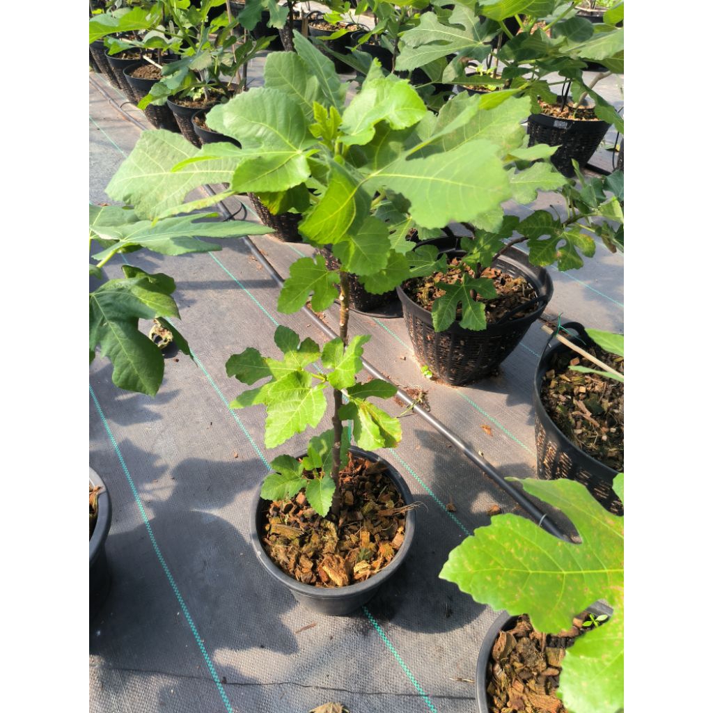 มะเดื่อฝรั่ง "Black Israel"