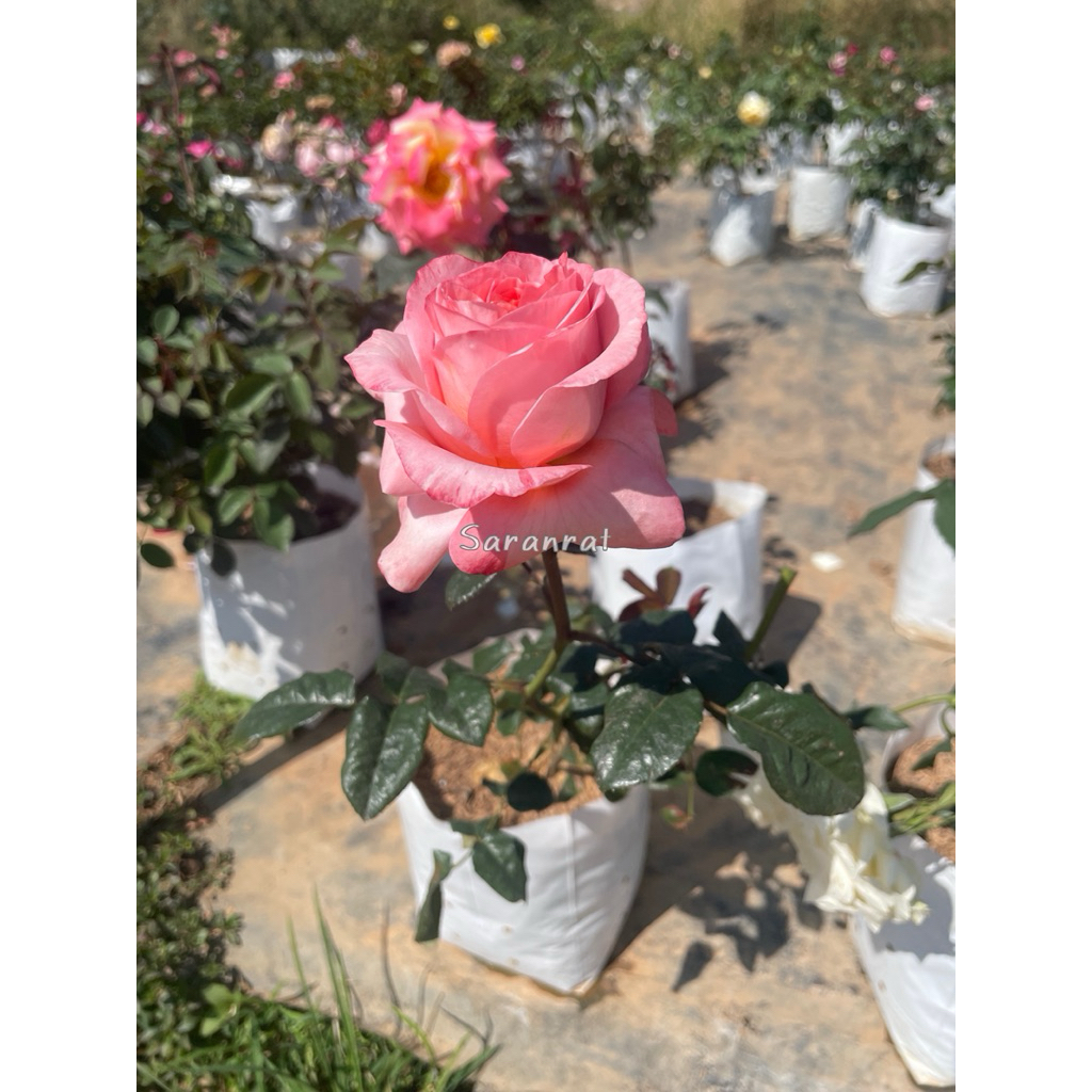 กุหลาบลอนดอนอาย (London Eye Rose) ดอกใหญ่ทรงถ้วย สีชมพูอมส้มพีช