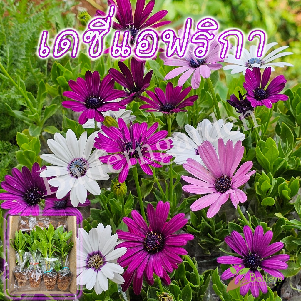 ต้นกล้าดอกเดซี่แอฟริกาคละสี Osteospermum (African Daisy)ดอกไม้กินได้ ออกดอกตลอดทั้งปี