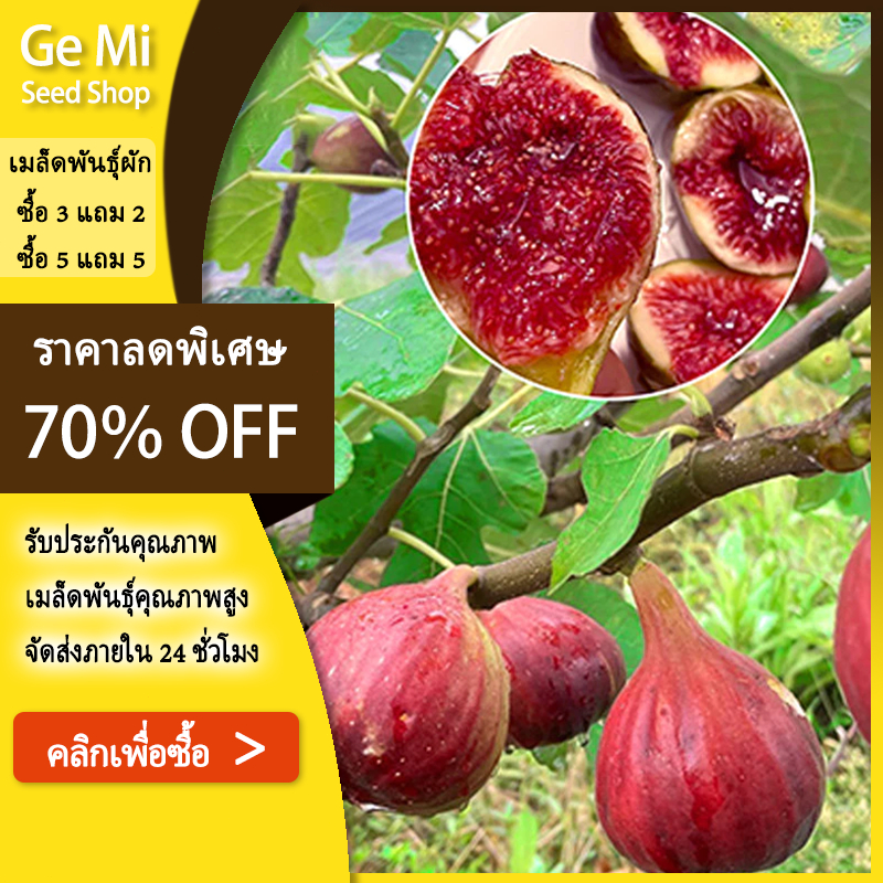 GEMI  Fig Seeds for Planting ปลูกง่าย Fig Tree Seed เมล็ดมะเดื่อฝรั่ง Figs สายพันธุ์ ของแท้ 100%
