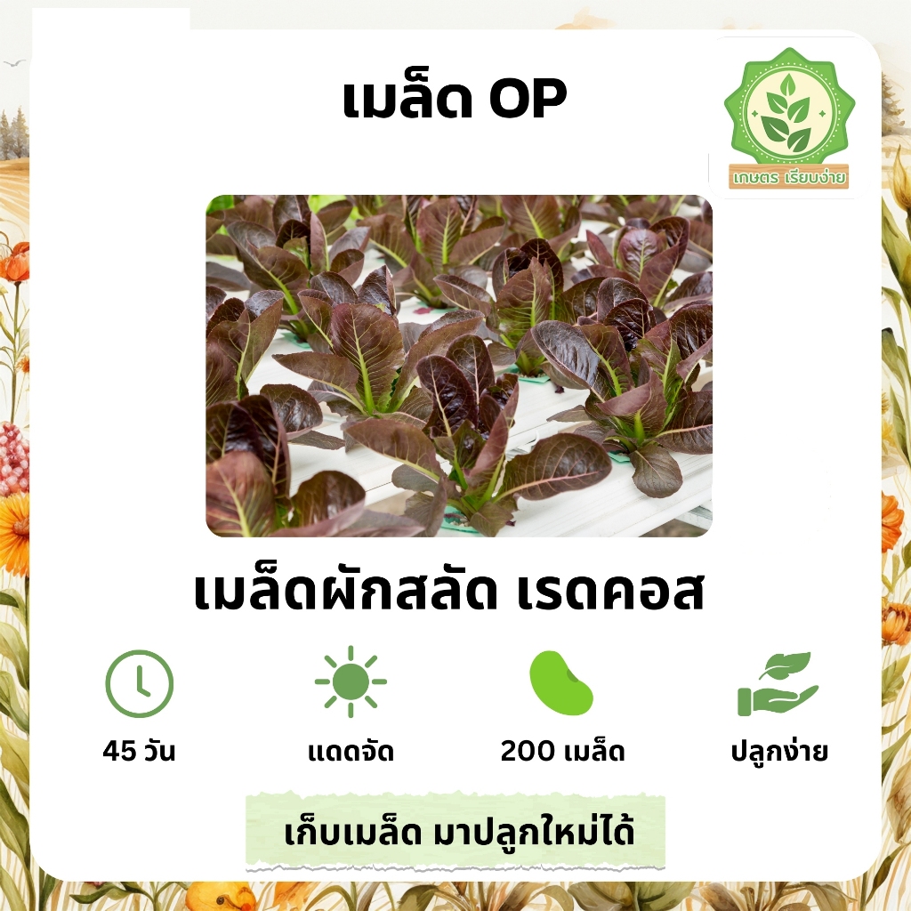 เมล็ดพันธุ์สลัดรวมผักต่างๆ เรดคอส  เรดครอส เลดคอสเมล็ดสลัด พันธุ์ OP บรรจุ 200 เมล็ด