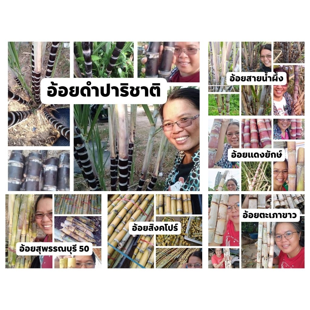 สายพันธุ์อ้อยคั้นน้ำ ทุกสายพันธุ์ 1 ชุด 10 ท่อน 100 บาท ตัด 1 ท่อน 2 ข้อตา(สำหรับปลูก)