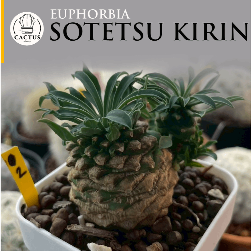 Euphorbia Sotetsu Kirin ไม้เมล็ด กระถาง 3 นิ้ว
