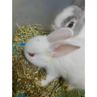 หญ้าอัลฟาฟ่าสับ อัลฟาฟ่าสับ ร่อนฝุ่น 1 กิโลกรัม เพียง 79 บาท…