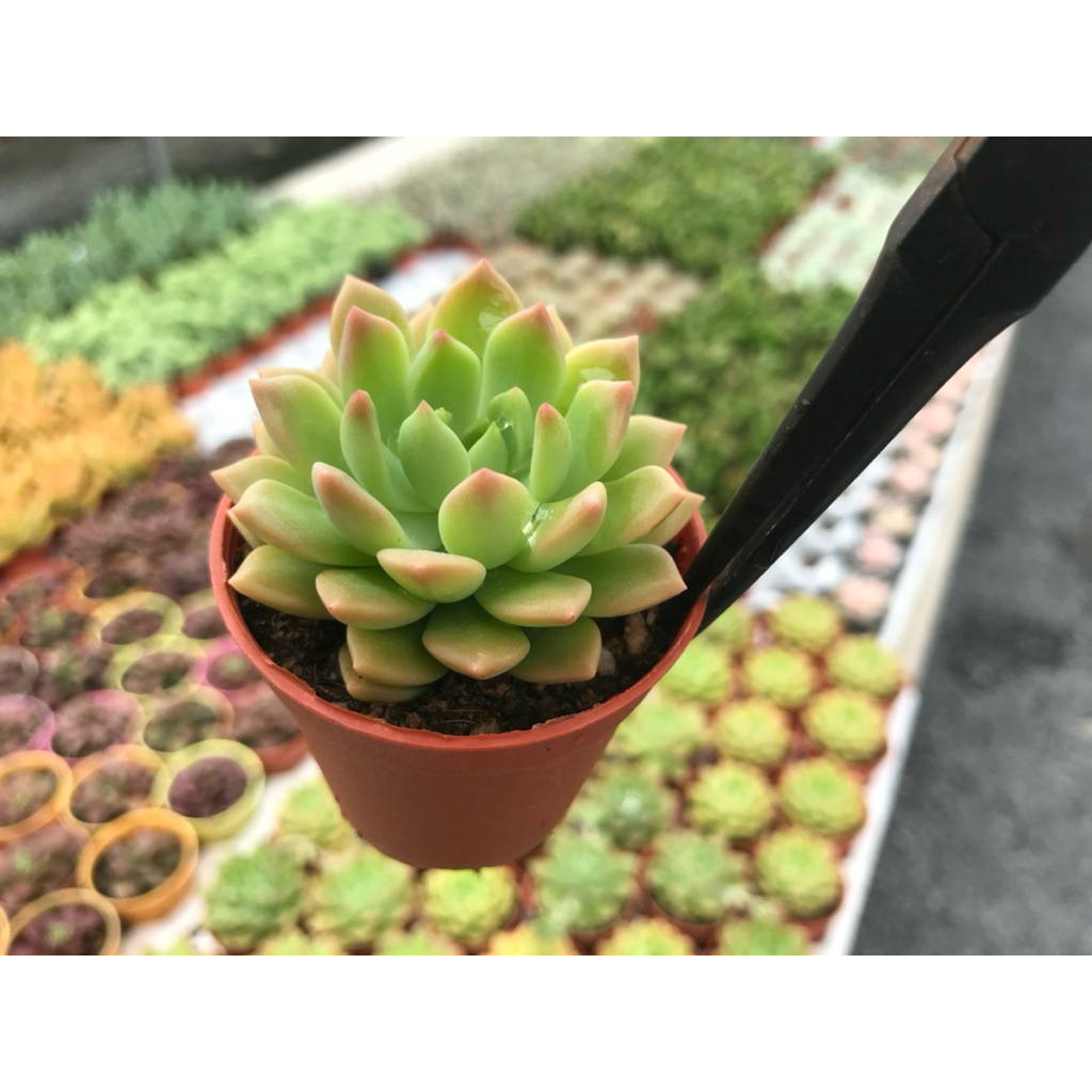 Sedum Emerald Angel Wings