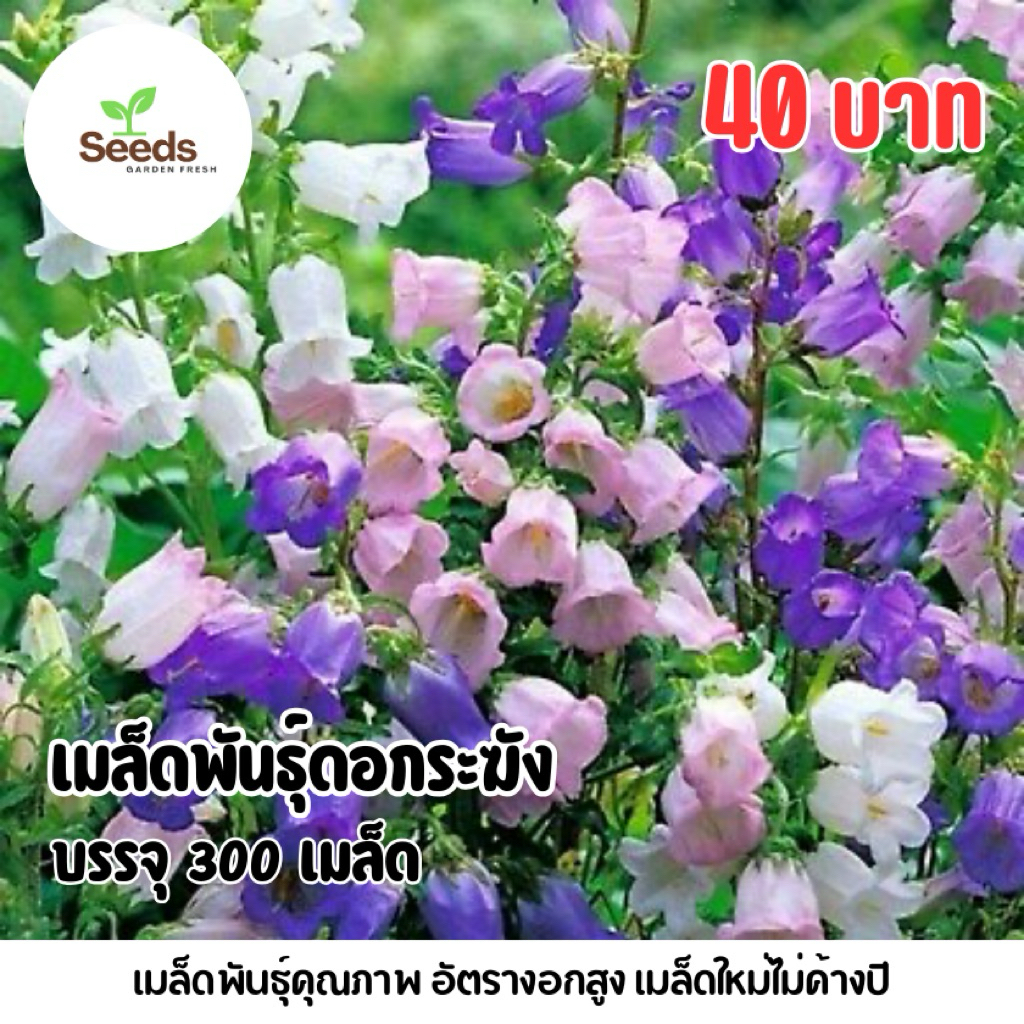 เมล็ดพันธุ์ดอกระฆัง บรรจุ 300 เมล็ด