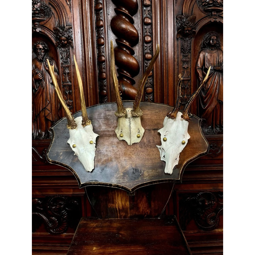 นำเข้า 🦌 ที่แขวนเขากวางโรเดียร์ยุโรป ชุด 3 หัว (European Roe Deer Skull Set) 🦌  Authentic European S