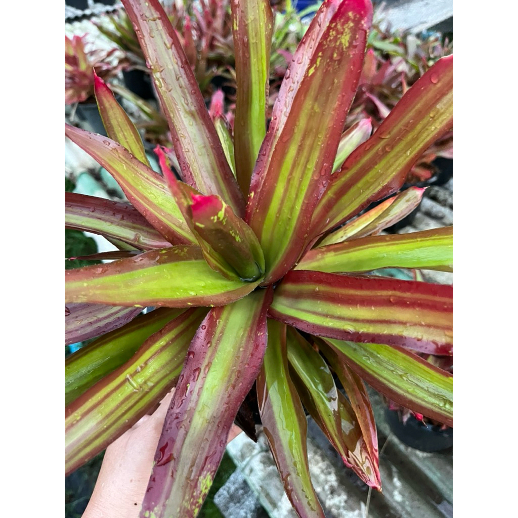 Shell dance แดด100%#เกาะตอ#สับประรดสี# Bromeliad #ต้นไม้สวยงาม# ไม้ประดับ# ตกแต่งสวน# ปลูกตกแต่งบ้านหรือคอนโด# ไม้มงคล