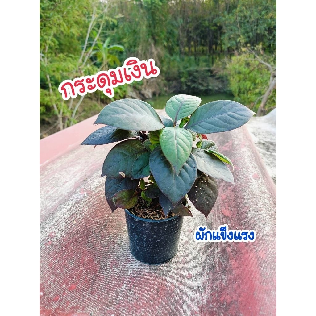 ต้นกระดุมเงิน (ผักแข็งแรง) ต้นกล้าพร้อมปลูก