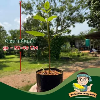 สวนทุเรียน นายชัดเจน - ต้นกล้า ทองหลางน้ำ ก้านแดงมีหนามคัดพิเศษ