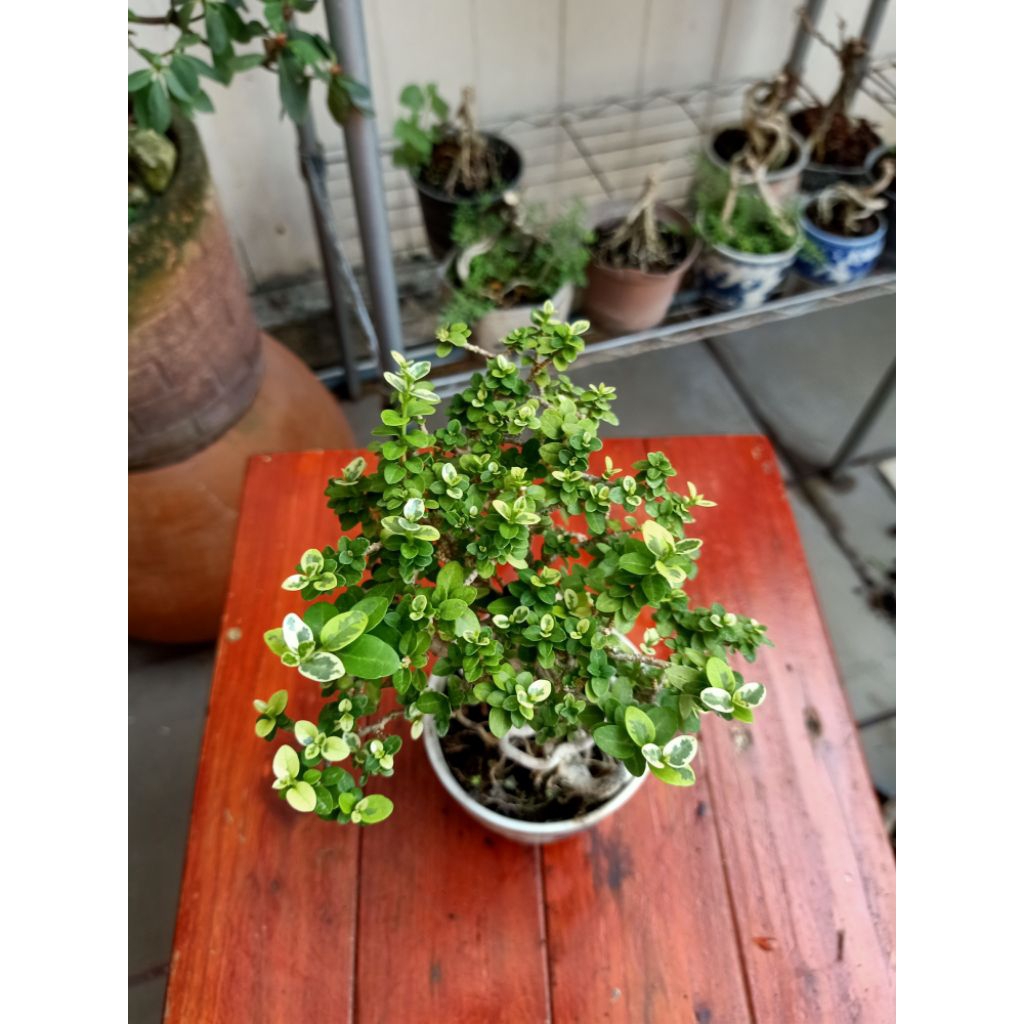 เพรมน่าไต้หวัน(บอนไซจิ๋ว) - รูปที่ 3