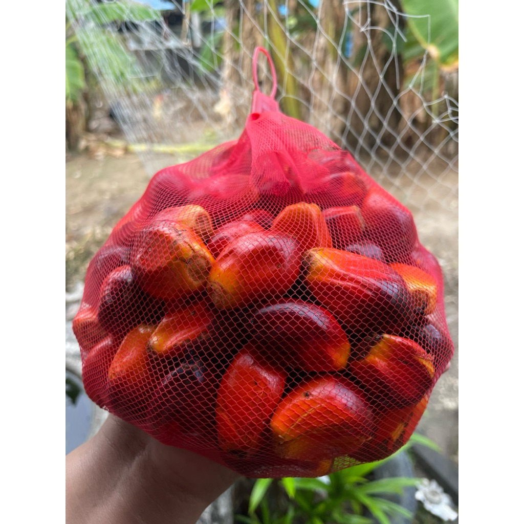 ลูกปาล์มสด คัดพิเศษ  ใหม่ทุกวัน ทำความสะอาดอย่างดี เม็ดปาล์มน้ำมันใหญ่ ไม่มีสารเคมี  สำหรับสัตว์เลี้ยง กระรอก นก หนู ราคา ถูกที่สุด ดีลบีเคเค แกลเลอรีภาพที่ 6
