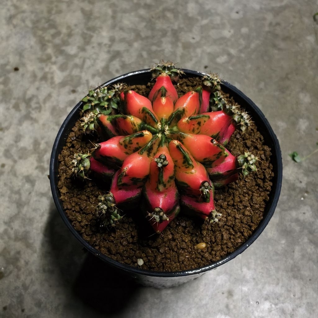 ยิมโนด่าง​ ชำหน่อ​ โคลน “RED​ DRAGON”  จากแม่ไม้รากแท้​ โตไวรากแข็งแรง​ ​สีสวยสด ราคา ถูกที่สุด ดีลบีเคเค แกลเลอรีภาพที่ 2