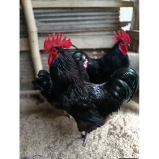 ไข่เชื้อไก่ออสตร้าลอป ออสเตรเลียแท้ (ชุด5-10ฟอง)
