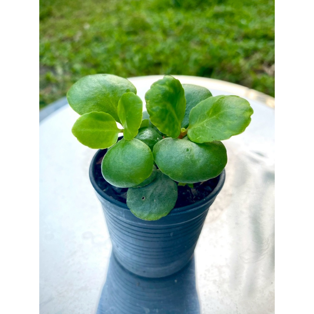 ต้นมหาเศรษฐี/ ต้นกวักทรัพย์/ ต้นคาลันโช่ ต้นไม้มงคล ช่วยฟอกอากาศ - รูปที่ 2