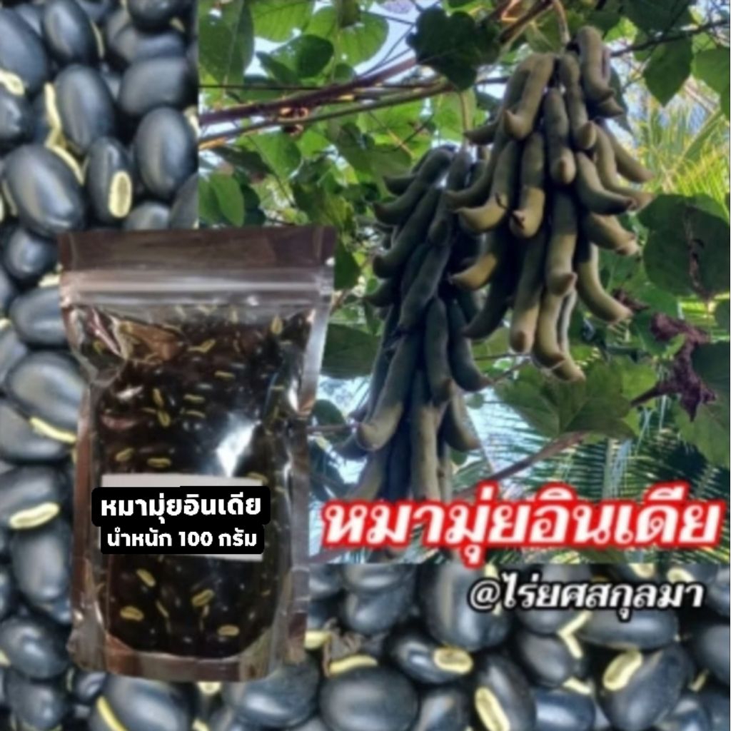 หมามุ่ยอินเดีย เมล็ดพันธุ์เก็บใหม่ อัตราการงอกสูง