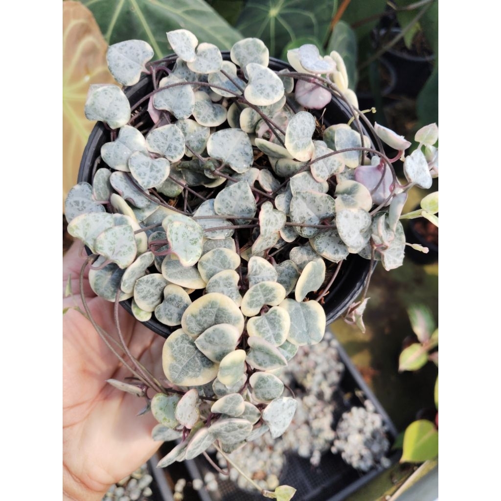 สายป่านดวงใจชมพู string of hearts