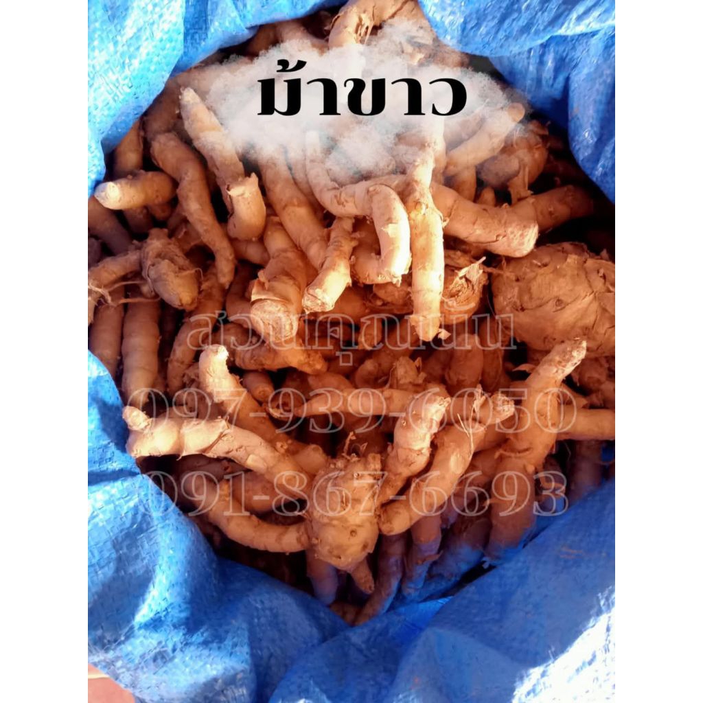 ว่านม้าขาว 1กิโลกรัม