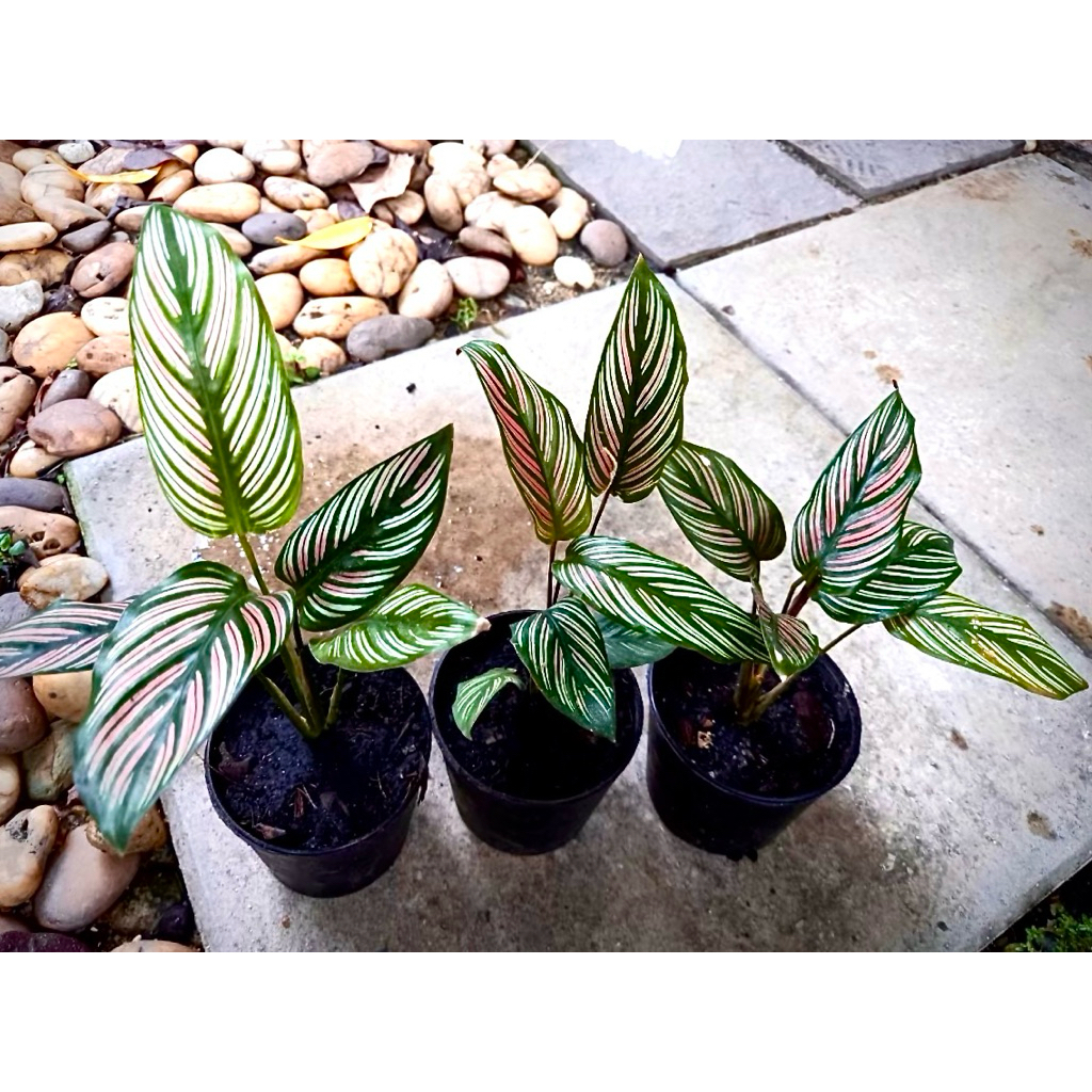 ต้นมหาเศรษฐี/ ต้นกวักทรัพย์/ ต้นคาลันโช่ ต้นไม้มงคล ช่วยฟอกอากาศ - รูปที่ 6