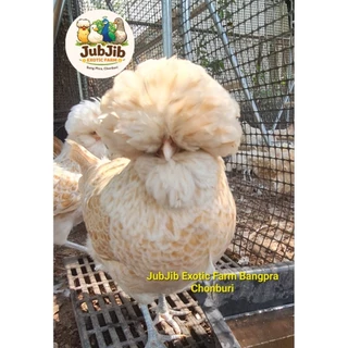 ส่งฟรี ems (มีประกันเชื้อ 50%)ไข่เชื้อไก่โปแลนด์ ชุด 4 ใบ(แถม1ใบ) พ่อแม่พันธุ์ตามภาพเลยนะคะ