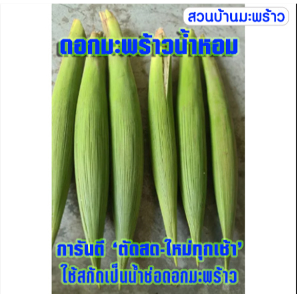 ดอกมะพร้าว ดอกช่อมะพร้าว!! ตัดสด-ใหม่-ทุกเช้า ช่อสดดอกมะพร้าว นำมาสกัด ให้ความหวานตามธรรมชาติ ปลอดภัย อุดมด้วย แร่ธาตุ