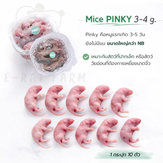 หนูแช่แข็ง Mice NB–XXL แพค 10 ตัว | E-Rat Farm อาหารงูขายมานาน7 ปี