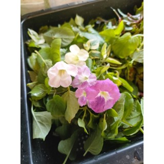 ผักสมุนไพรสูตรหมอเขียวสำหรับปั่น 3-5ชนิด สูตรหมอเขียว