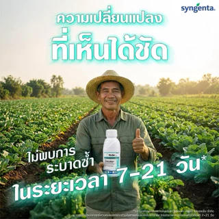 ซิโมดิส จากซินเจนทา ขวดเดียวสะเทือนโลก กำจัดหนอนใย เพลี้ยไฟ ด้วงหมัดผัก เพลี้ยอ่อน หนอนเจาะผล