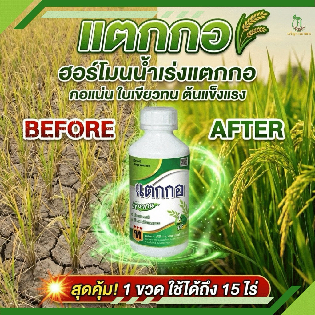แตกกอ ตัวช่วยสำคัญช่วงสร้างราก บำรุงต้นและใบ ช่วยให้ข้าวแตกกอดี กอแน่น มีแคลเซียม Ca 3%