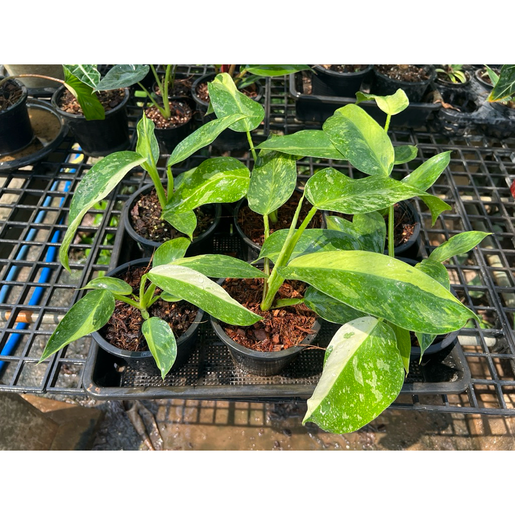 philodendron jose buono กระถาง 6"