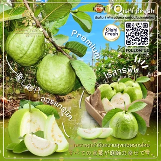 🇹🇭Oishi-fresh🍐ฝรั่งแป้นสีทอง คัดพิเศษ ปลอดสารพิษ รสชาติกรอบ สด ใหม่ ใยอาหารสูง หวานออร์แกนิค เคลมได้ 1-2 วัน