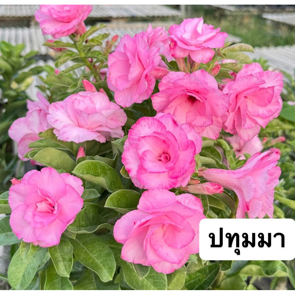ชวนชมดอกซ้อน "ปทุมมา" ขนาดกระถาง 6 นิ้ว (แบบถอนจัดส่ง)