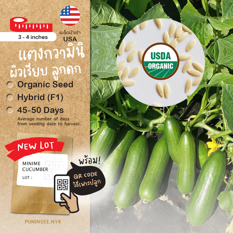 ใหม่ 🥒 เมล็ดผักนำเข้า แตงกวามินิ แตงกวาสั้น ติดลูกเองได้ Snack Cucumber (Organic Seed) Parthenocarpic