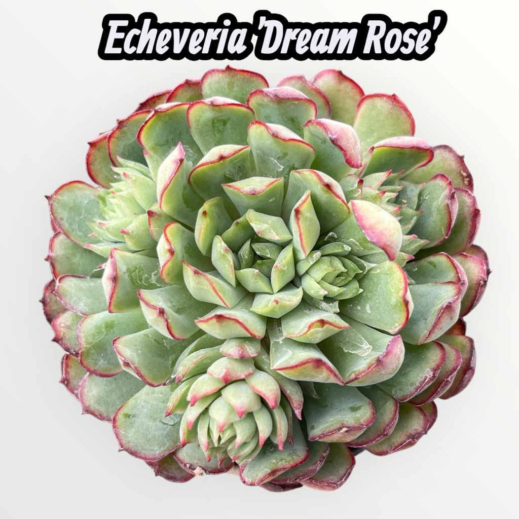 Echeveria Dream Rose/Karen กุหลาบหิน ไม้อวบนำ้ ขนาด 2 นิ้ว