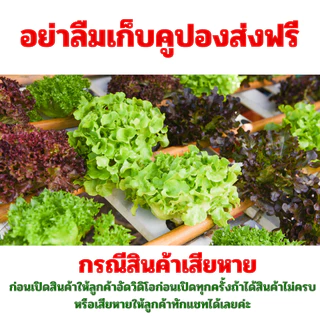 เมล็ดพันธุ์ถั่วลันเตา จำนวน 10 เมล็ด